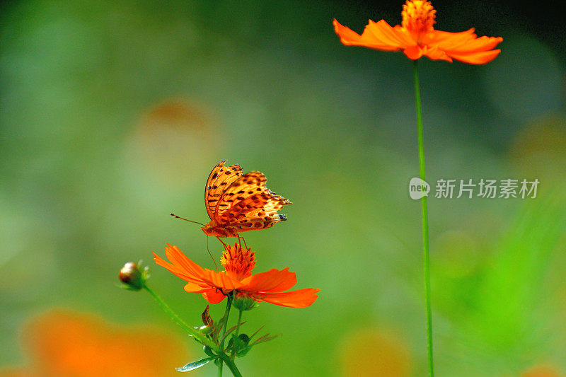 橙色/黄色的宇宙花和蝴蝶